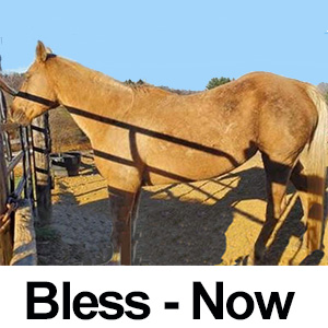 photo of Bless now