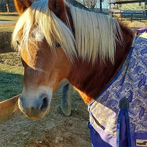 Photo of pony Hope